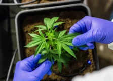 Bahia é um dos estados com mais pacientes que usam cannabis como tratamento medicinal