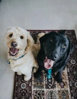 Lei define normas para guarda compartilhada de pets. Confira!