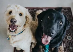 Lei define normas para guarda compartilhada de pets. Confira!