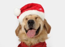 Shopping Bela Vista prepara Desfile Pet de Natal