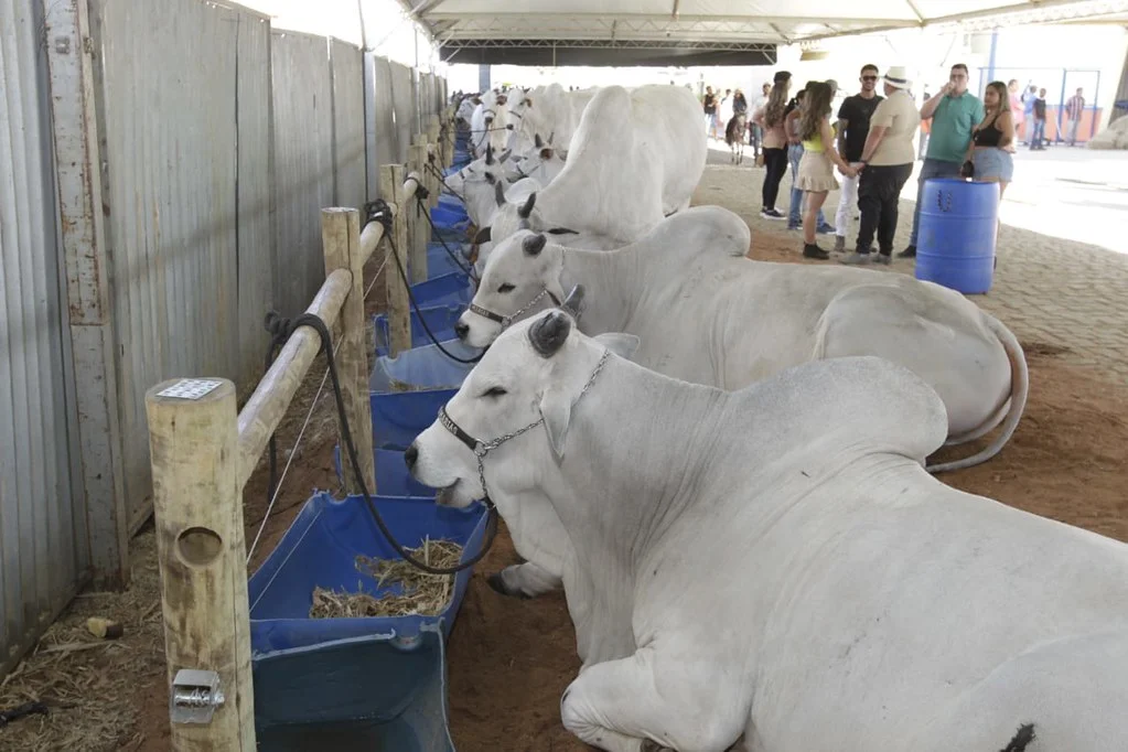Agronegócio na Bahia representa 26,5% do PIB no terceiro trimestre de 2024. Foto: Ascom/SEI.