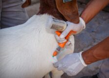 Pela primeira vez no Brasil, Festa do Peão chega na Fenagro
