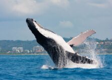 Temporada de observação de baleias é aberta em Salvador