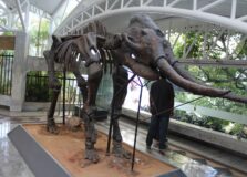 Museu Geológico da Bahia celebra aniversário com programação especial