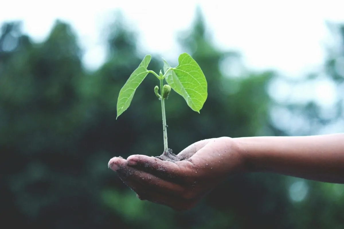 Sustentabilidade. Foto: Akil Mazumder/Pexels.