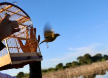 Aves silvestres são resgatadas em ações em Salvador e Feira de Santana