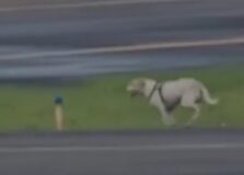 Cachorro atrasa pouso de aeronave no aeroporto na Bahia. Entenda!