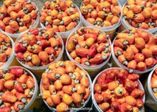 Festival Tempero Bahia exalta raízes com o tema ‘Biomas da Bahia’