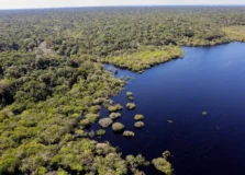 Desmatamento na Amazônia e no Cerrado sofre queda nos últimos meses