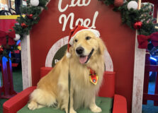 Natal do Parque Shopping Bahia contará com a participação de cães terapeutas