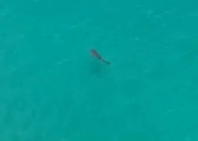 Animal avistado na Baía de Todos-os-Santos gera curiosidade em moradores de Salvador