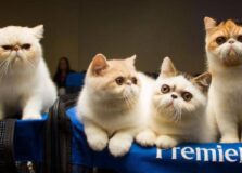 Mostra de Gatos leva raças raras ao Shopping Bela Vista