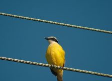 Justiça determina que Neoenergia apresente plano para evitar choques elétricos em animais na Bahia