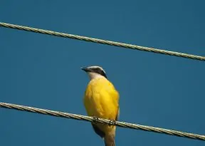 Justiça determina que Neoenergia apresente plano para evitar choques elétricos em animais na Bahia