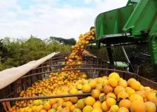 Citricultura cresce como ponto de expansão para o agronegócio baiano