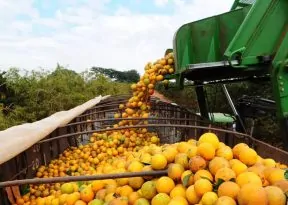 Citricultura cresce como ponto de expansão para o agronegócio baiano