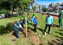 Salvador inicia plantio de mudas de árvores com espécies nativas da Mata Atlântica