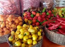 Aromas e sabores da Mata Atlântica se tornam tema do Festival Tempero Bahia