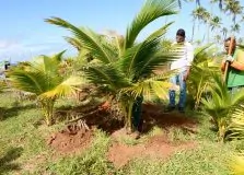 Salvador inicia renovação dos coqueirais da orla com primeiro transplantio de mudas produzidas em viveiro