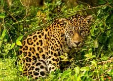 Salvador recebe exposição fotográfica sobre a alma e exuberância do Pantanal