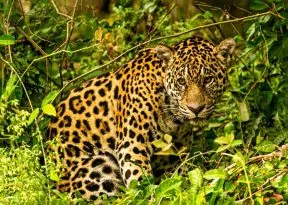 Salvador recebe exposição fotográfica sobre a alma e exuberância do Pantanal