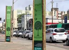Corredor Verde na Pituba tem árvores avaliadas e recebe ações de recuperação