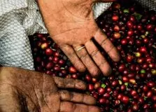Cidade da Bahia é a única representante do Nordeste na fase nacional de grande concurso de qualidade de café